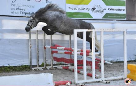 Programme de classification  2019