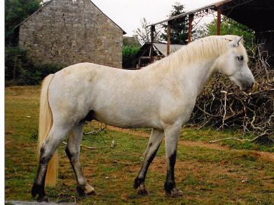 Un nouveau Groupe Poney Connemara France...