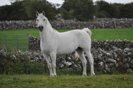 Programme Championnat de France Connemara et Connemara Part-bred (National 2019)...
