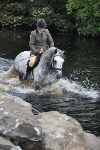 Liste des Poneys Classifiés