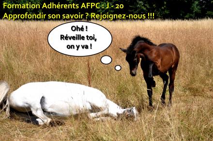 Formation Préparation du  Poney Connemara en concours d'élevage
